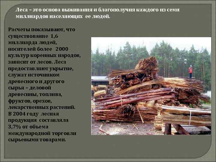 Леса – это основа выживания и благополучия каждого из семи миллиардов населяющих ее людей.