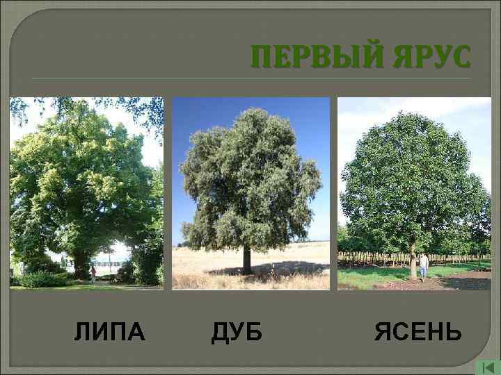 ПЕРВЫЙ ЯРУС ЛИПА ДУБ ЯСЕНЬ 