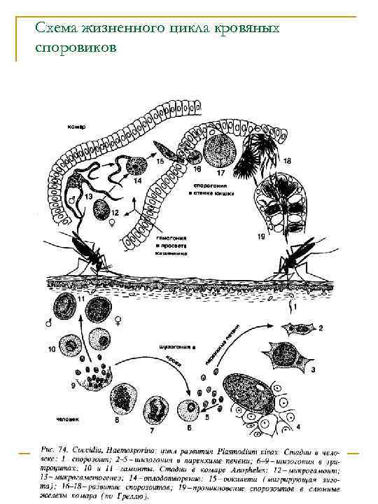 Кровяной цикл. Жизненный цикл споровиков схема. Жизненный цикл кровяных споровиков. Цикл развития споровиков. Цикл развития мясных споровиков.