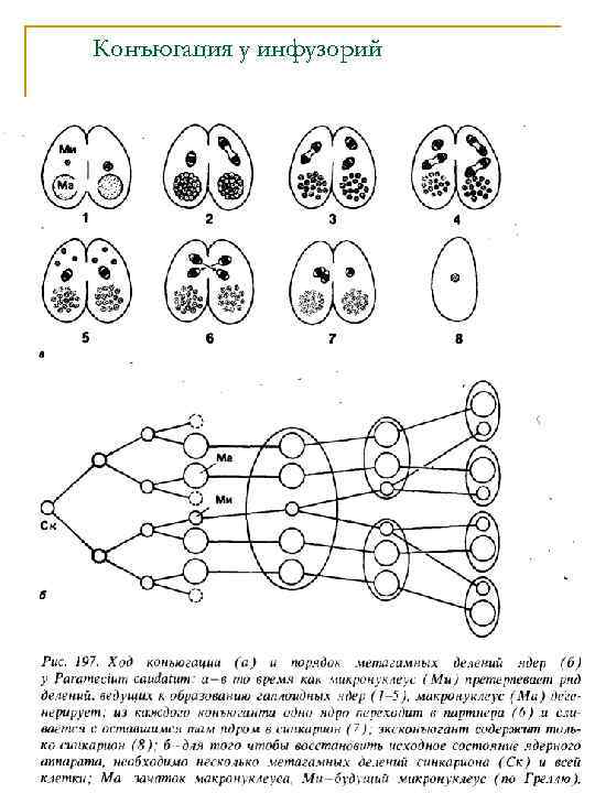 Каким номером на рисунке обозначена стадия конъюгации инфузории