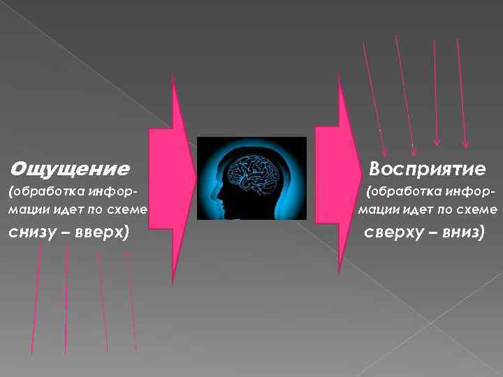 Ощущение (обработка информации идет по схеме снизу – вверх) Восприятие (обработка информации идет по
