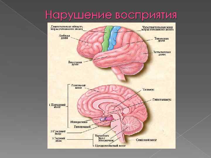 Нарушение восприятия. Нарушения восприятия в психологии. Нарушение восприятия в психологии кратко. Нарушения восприятия в психологии таблица. Нарушения восприятия в клинике.