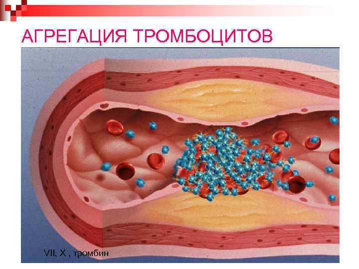АГРЕГАЦИЯ ТРОМБОЦИТОВ VII, X , тромбин 