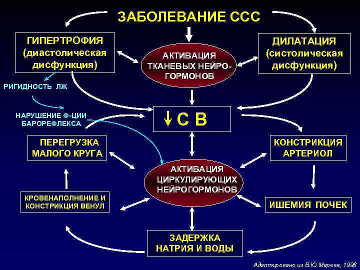 ЗАБОЛЕВАНИЕ ССС ГИПЕРТРОФИЯ (диастолическая дисфункция) АКТИВАЦИЯ ТКАНЕВЫХ НЕЙРОГОРМОНОВ ДИЛАТАЦИЯ (систолическая дисфункция) РИГИДНОСТЬ ЛЖ НАРУШЕНИЕ