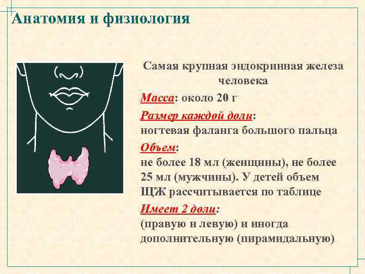 Анатомия и физиология Самая крупная эндокринная железа человека Масса: около 20 г Размер каждой