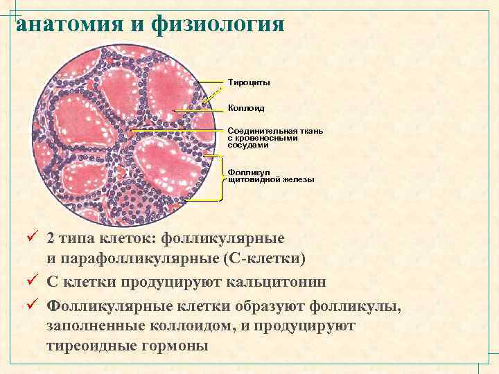 анатомия и физиология Тироциты Коллоид Соединительная ткань с кровеносными сосудами Фолликул щитовидной железы ü