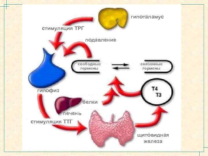 гипоталамус стимуляция ТРГ подавление свободные гормоны связанные гормоны гипофиз белки печень стимуляция ТТГ щитовидная
