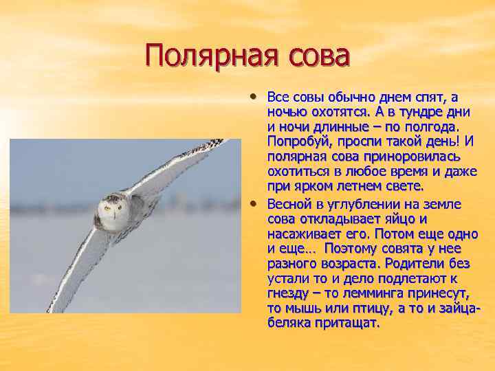 Полярная сова • Все совы обычно днем спят, а • ночью охотятся. А в