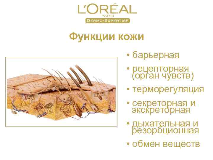 Функции кожи • барьерная • рецепторная (орган чувств) • терморегуляция • секреторная и экскреторная