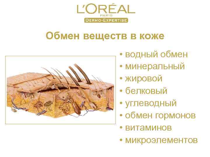 Обмен веществ в коже • водный обмен • минеральный • жировой • белковый •