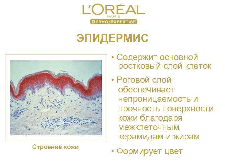 ЭПИДЕРМИС • Содержит основной ростковый слой клеток • Роговой слой обеспечивает непроницаемость и прочность