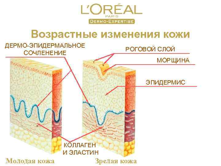 Возрастные изменения кожи ДЕРМО-ЭПИДЕРМАЛЬНОЕ СОЧЛЕНЕНИЕ РОГОВОЙ СЛОЙ МОРЩИНА ЭПИДЕРМИС КОЛЛАГЕН И ЭЛАСТИН Молодая кожа