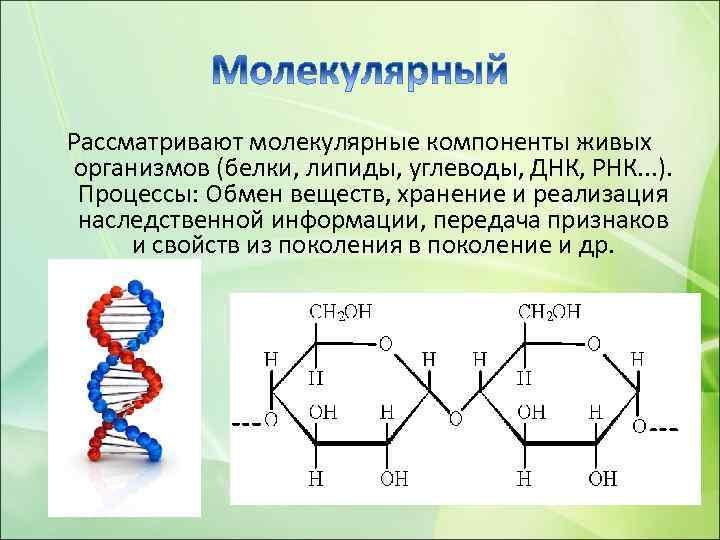 Рассматривают молекулярные компоненты живых организмов (белки, липиды, углеводы, ДНК, РНК. . . ). Процессы: