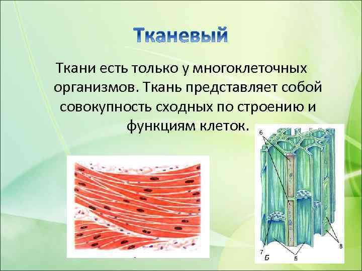 Ткани есть только у многоклеточных организмов. Ткань представляет собой совокупность сходных по строению и