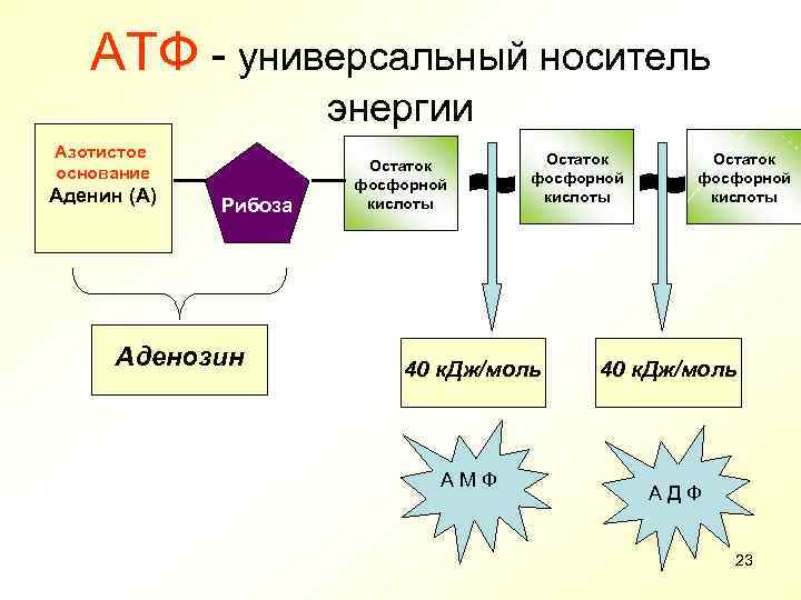АТФ - универсальный носитель энергии Азотистое основание Аденин (А) Рибоза Аденозин Остаток фосфорной кислоты