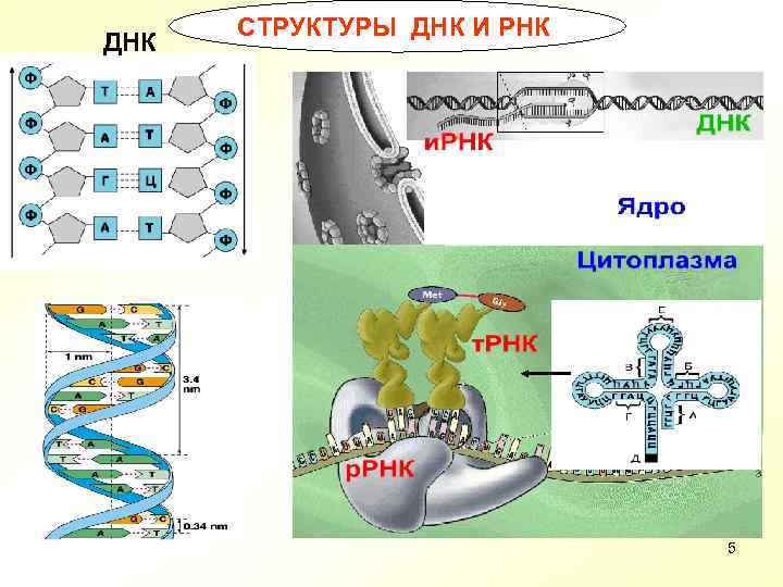 ДНК СТРУКТУРЫ ДНК И РНК 5 
