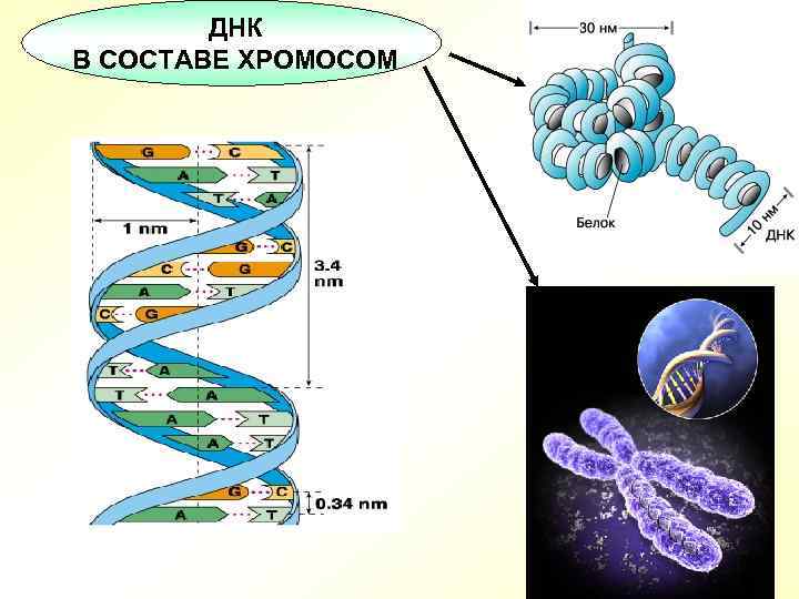 ДНК В СОСТАВЕ ХРОМОСОМ 6 