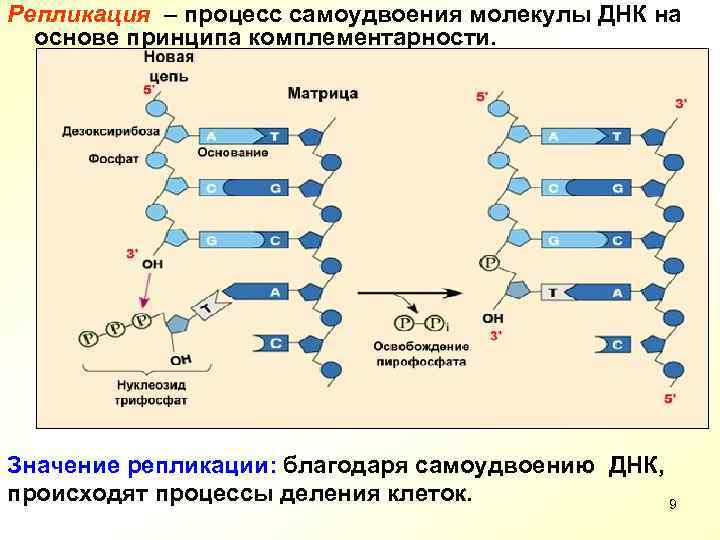 Репликация – процесс самоудвоения молекулы ДНК на основе принципа комплементарности. Значение репликации: благодаря самоудвоению