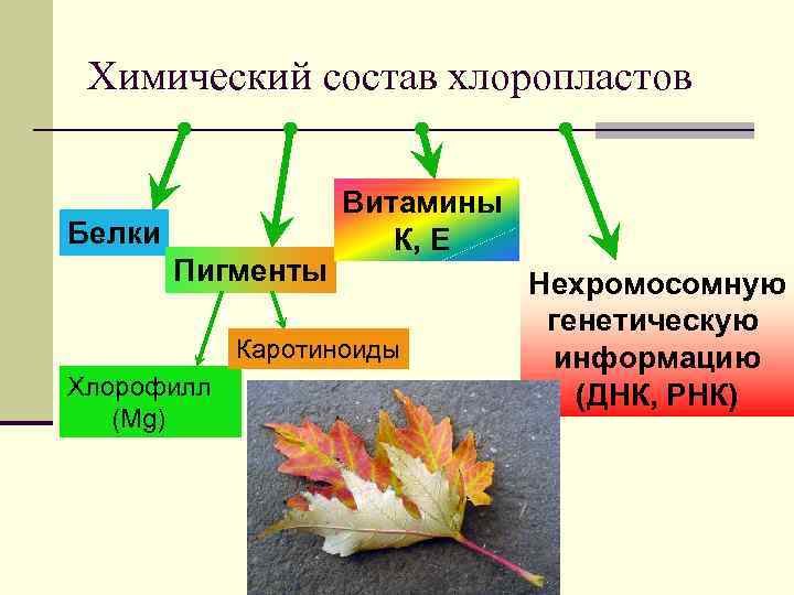 Химический состав хлоропластов Белки Пигменты Витамины К, Е Каротиноиды Хлорофилл (Mg) Нехромосомную генетическую информацию