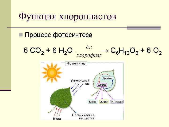 Функция хлоропластов n Процесс фотосинтеза 6 СО 2 + 6 Н 2 О →