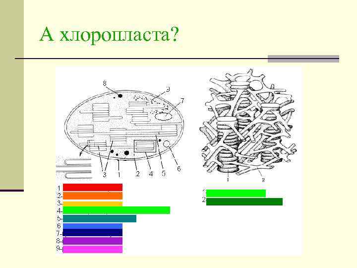 А хлоропласта? 