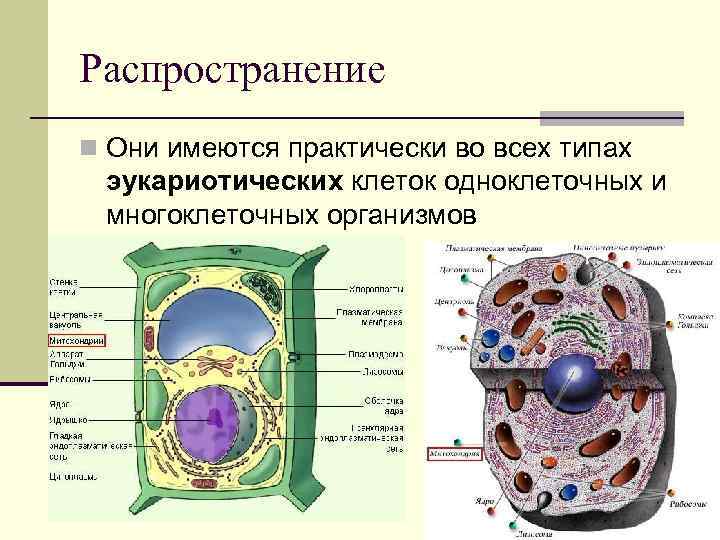 Распространение n Они имеются практически во всех типах эукариотических клеток одноклеточных и многоклеточных организмов