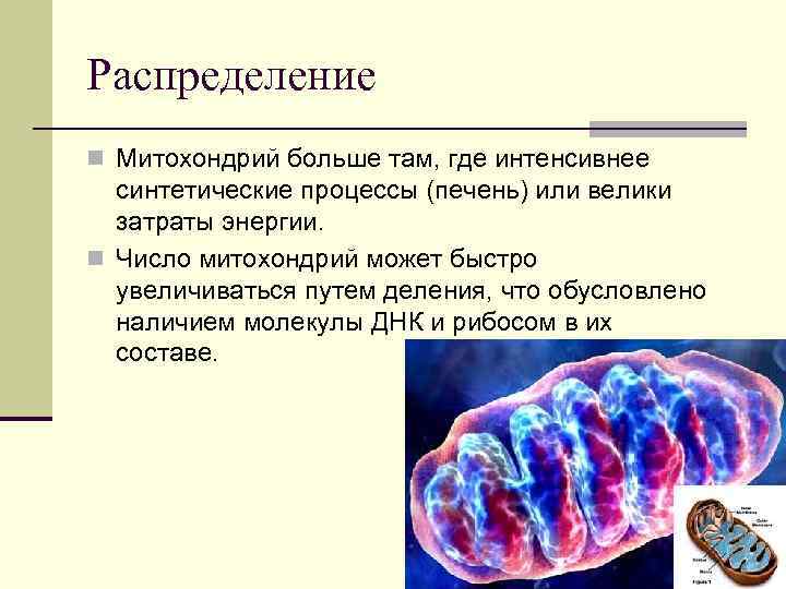 Распределение n Митохондрий больше там, где интенсивнее синтетические процессы (печень) или велики затраты энергии.