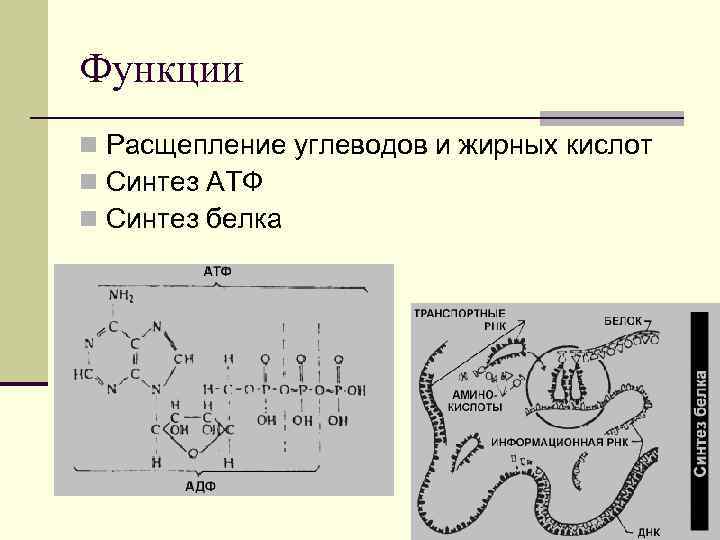 Функции n Расщепление углеводов и жирных кислот n Синтез АТФ n Синтез белка 