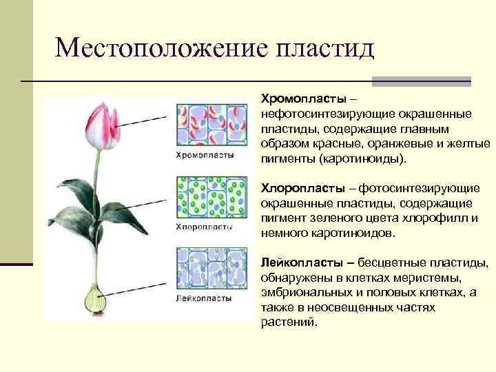 Местоположение пластид Хромопласты – нефотосинтезирующие окрашенные пластиды, содержащие главным образом красные, оранжевые и желтые