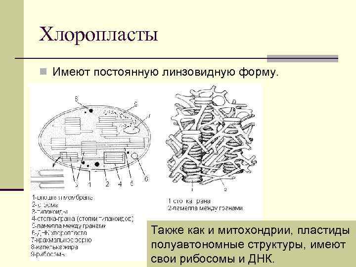Хлоропласты n Имеют постоянную линзовидную форму. Также как и митохондрии, пластиды полуавтономные структуры, имеют