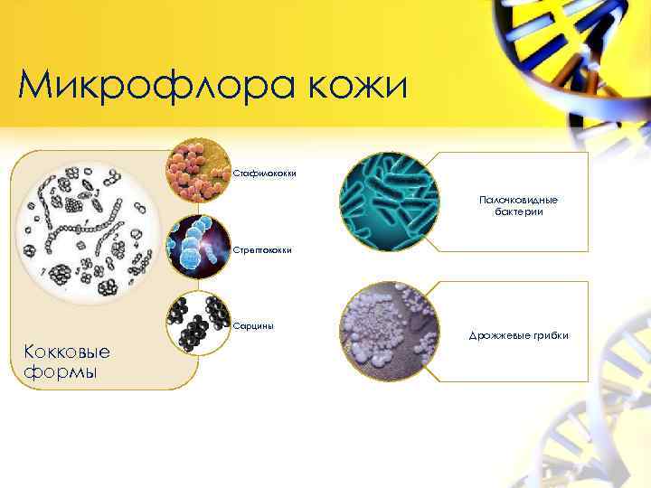 Микрофлора кожи Стафилококки Палочковидные бактерии Стрептококки Сарцины Кокковые формы Дрожжевые грибки 