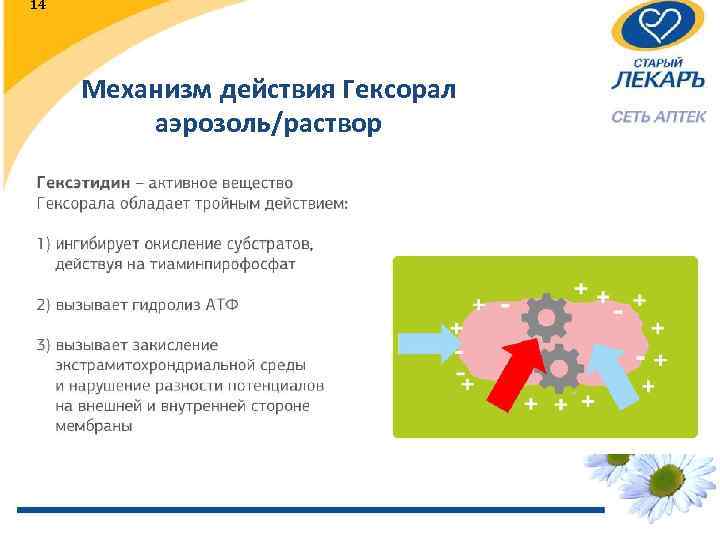 14 Механизм действия Гексорал аэрозоль/раствор 