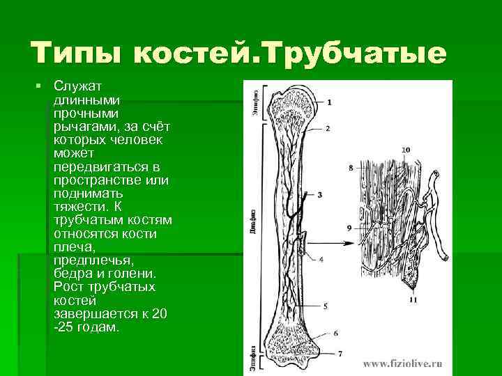 Назовите длинные кости. Трубчатые кости человека. Строение трубчатой кости. Длинные трубчатые кости. Трубчатые кости характеристика.