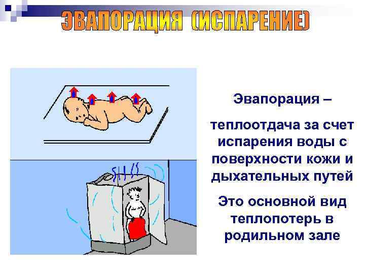 Эвапорация – теплоотдача за счет испарения воды с поверхности кожи и дыхательных путей Это