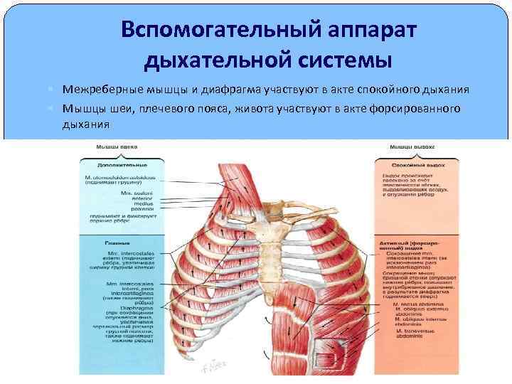 Вспомогательный аппарат дыхательной системы Межреберные мышцы и диафрагма участвуют в акте спокойного дыхания Мышцы