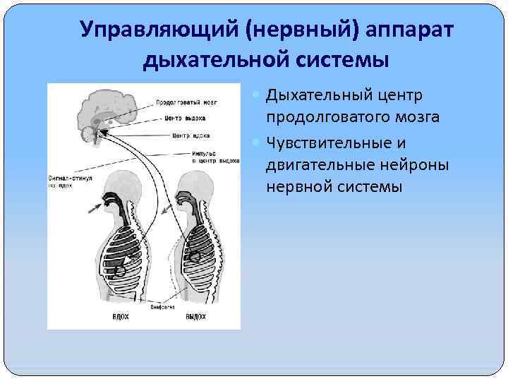 Управляющий (нервный) аппарат дыхательной системы Дыхательный центр продолговатого мозга Чувствительные и двигательные нейроны нервной