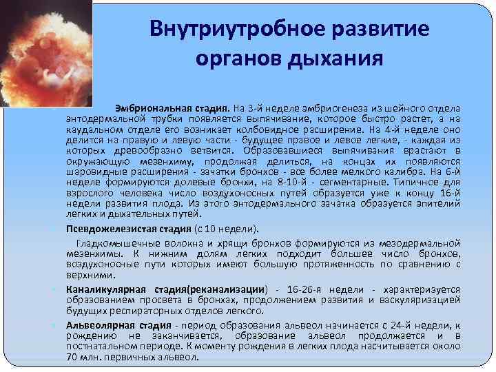 Внутриутробное развитие органов дыхания Эмбриональная стадия. На 3 -й неделе эмбриогенеза из шейного отдела