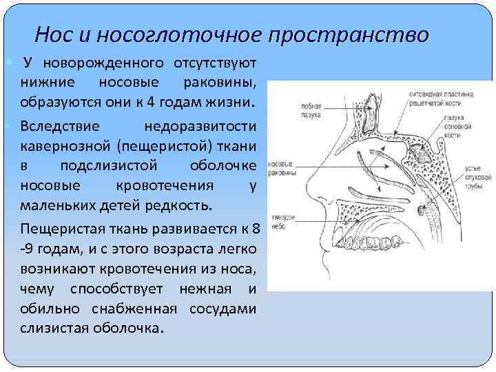 Нос и носоглоточное пространство У новорожденного отсутствуют нижние носовые раковины, образуются они к 4