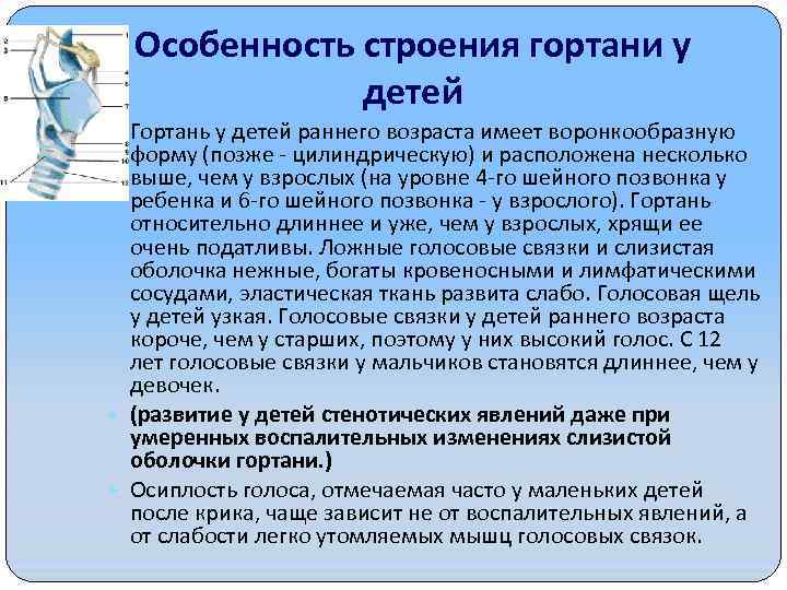 Особенность строения гортани у детей Гортань у детей раннего возраста имеет воронкообразную форму (позже