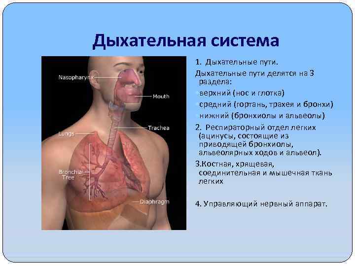 Дыхательная система 1. Дыхательные пути делятся на 3 раздела: верхний (нос и глотка) средний