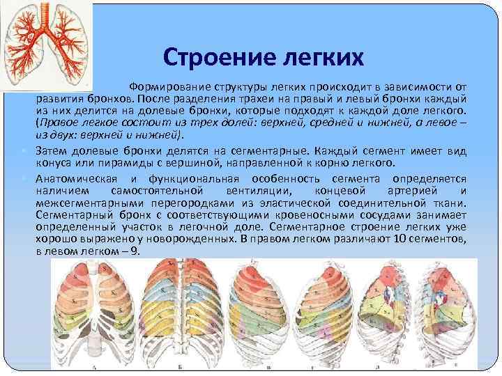 Формирование легких