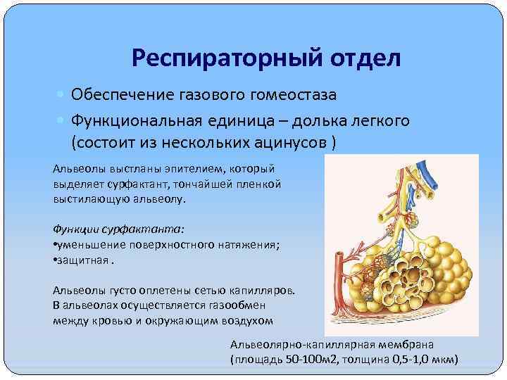 Респираторный отдел Обеспечение газового гомеостаза Функциональная единица – долька легкого (состоит из нескольких ацинусов