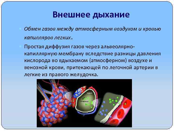 Внешнее дыхание Обмен газов между атмосферным воздухом и кровью капилляров легких. Простая диффузия газов