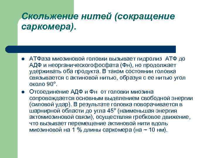 Скольжение нитей (сокращение саркомера). l l АТФаза миозиновой головки вызывает гидролиз АТФ до АДФ