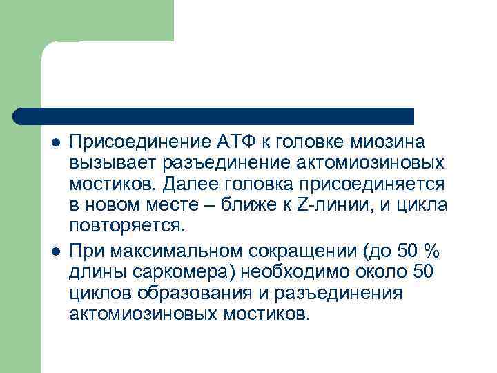 l l Присоединение АТФ к головке миозина вызывает разъединение актомиозиновых мостиков. Далее головка присоединяется