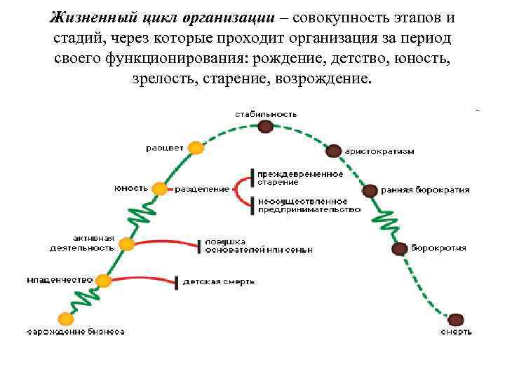Жизненный цикл тема. Жизненный цикл организации стадии жизненного цикла. Организация и этапы жизненного цикла организации. Жизненный цикл фирмы состоит из следующих фаз. Стадии развития жизненного цикла организации.