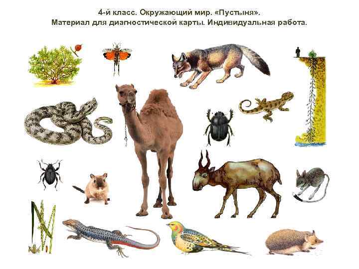 4 -й класс. Окружающий мир. «Пустыня» . Материал для диагностической карты. Индивидуальная работа. 