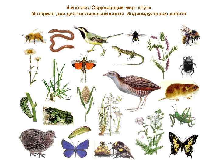 4 -й класс. Окружающий мир. «Луг» . Материал для диагностической карты. Индивидуальная работа. 