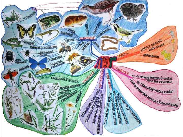 Ментальная карта 5 класс