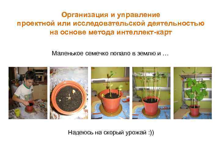 Организация и управление проектной или исследовательской деятельностью на основе метода интеллект-карт Маленькое семечко попало